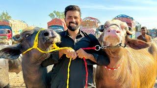 Al hamdu Lilha Buy 10 Buffalo Waqar Bhinder Visit Gujrat Mandi 10 bhanse khredi