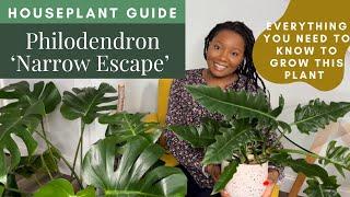 Everything You Need to Know about the Philodendron ‘Narrow Escape’ or ‘Tiger Tooth’ | Plant Guide