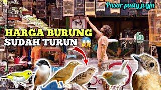  EDISI KEMERDEKAAN  - HARGA BURUNG OMBYOKAN TURUN⁉️ REVIEW HARGA BURUNG DI PASAR PASTY JOGJA