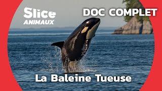 Delphine, l'Orque du Crozet I SLICE ANIMAUX | DOC COMPLET