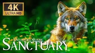 Untouched Nature Sanctuary 4K  Stunning Wilderness Exploration with Sweet Piano Melodies  Bliss