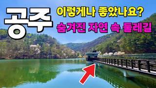 완전 만개 | 이 좋은 둘레길에 트레킹하는 사람이 없어요  | 완전 감동! 정말 감탄! 그 자체! | 봄에는 여기만 갔다와도 되겠어요!