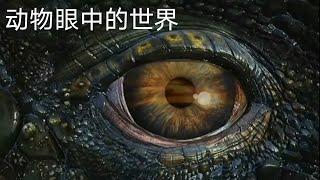 不同动物眼中的世界 #动物科普 # l奇趣自然