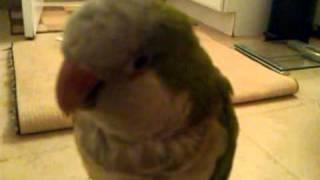 Peppy The Quaker Parrot talking up a storm