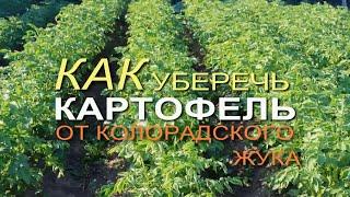 Обработайте КАРТОФЕЛЬ ЭТИМ НАТУРАЛЬНЫМ средством и забудете про КОЛОРАДСКОГО ЖУКА!