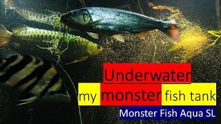 #underwater monster fish /relaxing sound/monster fish aqua sl #monsterfish#monsterfishkeeper#mkf