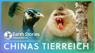 Die spektakuläre Tierwelt Chinas | Earth Stories Deutschland