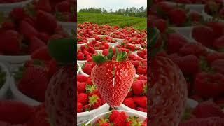 Yummy strawberries #shorts  #fruits