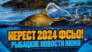 НЕРЕСТ 2024 ФСЬО! РЫБАЦКИЕ НОВОСТИ ИЮНЯ