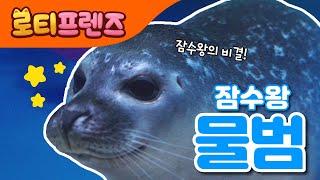 물범 송 | 나는 잠수왕 물범 | 물 속 장기자랑 | 동물동요 | 바다동물 | 해양생물