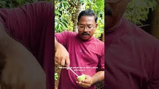 MILK FRUIT (STAR APPLE) REVIEW @razzgarden  9562600777