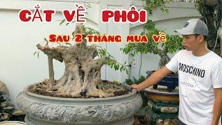 9X CHI CẢ 100 TRIỆU MUA TÁC PHẨM HOÀN THIỆN VỀ VƯỜN SAU 2 THÁNG CẮT VỀ PHÔI XEM KẾT QUẢ NHÉ