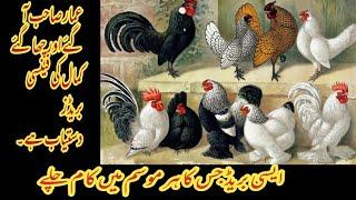 Different kind of Fancy hens are available...Fancy Hen Business Idea... Business Ideas in Pakistan