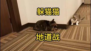 猫咪地道战