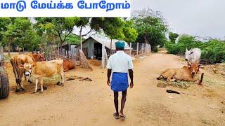 மாடு மேய்க்க போறோம்| Village vlog in Tamil| Idhu Namma Route. #tamil#vlog#lifestyle