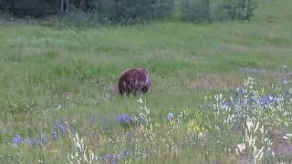 Another Grizzly Bear with 2 Cubs, David Thompson Highway, Alberta