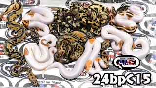 24bpC15 fm OD Leopard YB Het Clown Het Pied x m Clown Pied