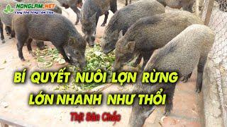 Kinh nghiệm nuôi Lợn Rừng Lớn nhanh như Thổi, Thịt Săn Chắc | Nuôi Heo Rừng Làm Giàu