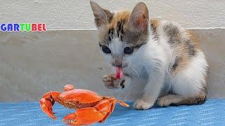 Cutes Kitten Eating Field Crab For The First Time - Cute Cats With Interesting Meal - Cat Fun Videos
