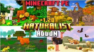 NATURALIST ADDON for BEDROCK | MINECRAFT PE (Full showcase) +1.20 #addons