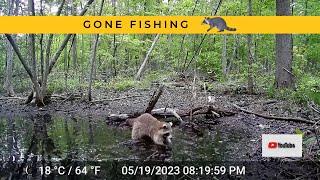Raccoon Goes Fishing in the Vernal Pool | Trail Cam Video