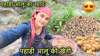 पहाड़ी आलू की खेती  || पहाड़ी आलू कैसे निकालते है ? || pahadi lifestyle vlog || Girl from North