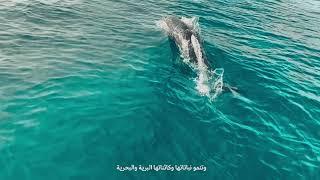 هذه نيوم