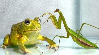 Frog snatches prey from giant praying mantis