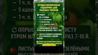 ЛУЧШАЯ ВНЕКОРНЕВАЯ ПОДКОРМКА для пышных томатов #подкормкатоматов #удобрения #выращиваниетоматов