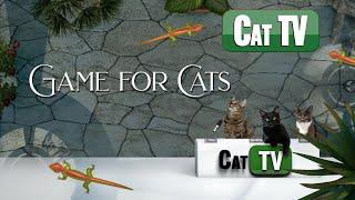 Cat Games Lizard | Larry the BACKYARD Lizard  | Cat TV