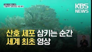 [글로벌K] 일본, 산호가 ‘갈충조’ 삼키는 순간 세계 최초로 촬영 / KBS 2021.07.19.