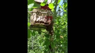 Honeybee swarm