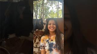 Mini Vlog 124#kokan #cow #nature #calf #villagelife #swanandisardesai