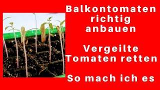 Vergeilte Tomaten retten. So macht ich es.