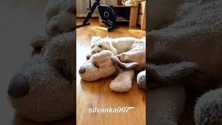 DATI Cute Maltese Silky Dog Puppy Playing with a Soft Toy Doggie Viral Dogs of TikTok Dogs & YouTube