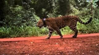 Jaguar, Its Last Frontier - Documentary