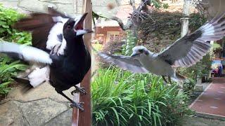 Birds show off their fly by and catching skills! Casual Chaos and Cuteness #50