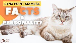 Lynx Point Siamese | Facts & Personality!