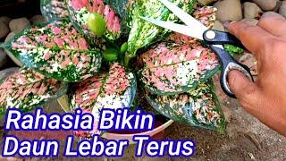 Cara Merawat Aglaonema Agar Subur Daun Lebar