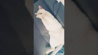 Моя китя