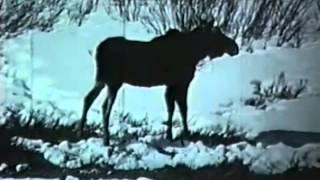 Lone Mountain Ranch Promotional Movie