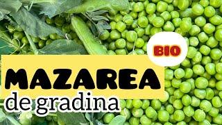 Cum se cultiva MAZAREA in gradina familiei #mazare #gradinarit #bio