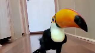 mr toucan