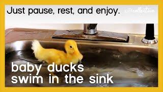 Baby Ducks Swimming in the Sink