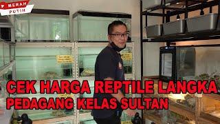 CEK HARGA REPTILE LANGKA & MEWAH DI PEDAGANG KELAS SULTAN JAWA TENGAH