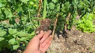 Letting Tomatoes crawl