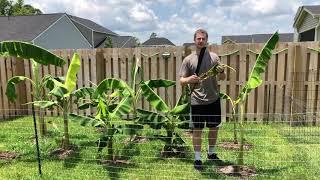 How to Prune Banana Trees - Get Fast Growth and Large Bananas