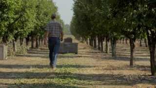 Growing California Dried Plums (Prunes) | B-Roll