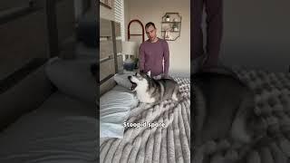 My wife got me in trouble with the dog #dog #dogs #husky #huskies #cute