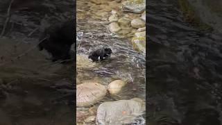 Black Bear Cub Tries To Cross The Water